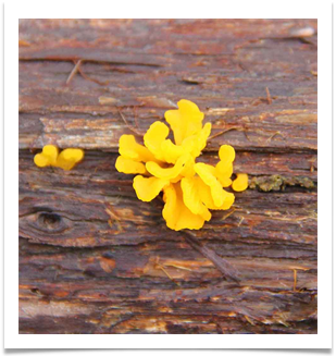 Austin Fine Art Photographs For Sale Posters.